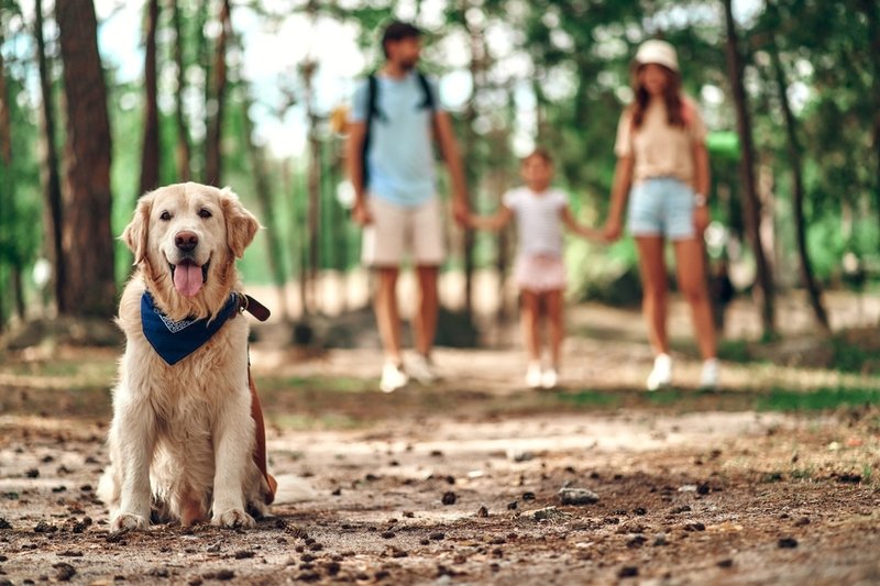 Dog walking with family in the woods