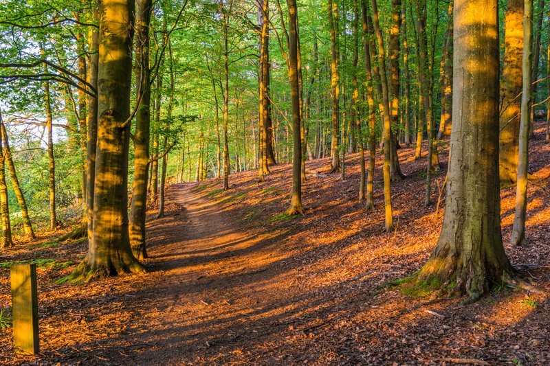 wooded area